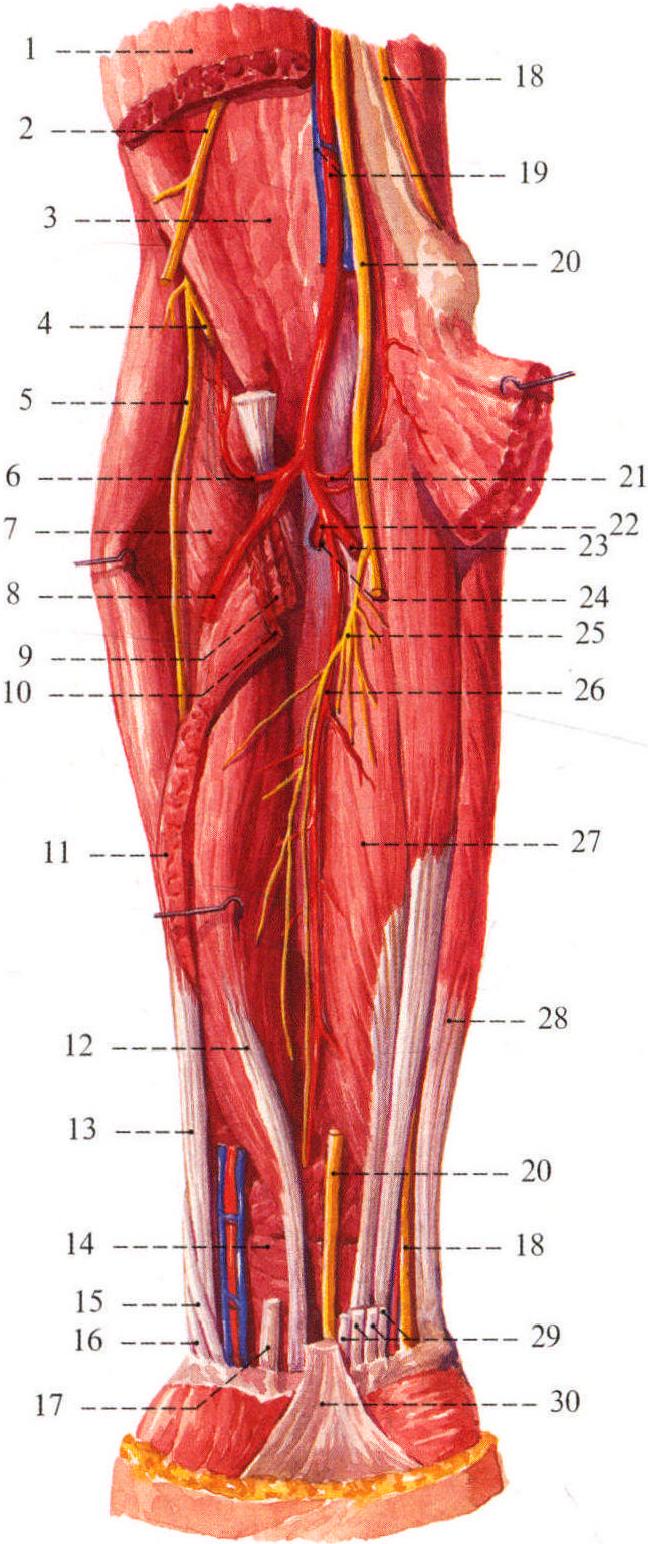 302.前臂的肌肉、血管和神经(前面观)(5)；303.前臂的肌肉、血管和神经(后面观)(1)